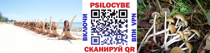 ссылка на мегу как зайти Рыбное Псилоцибиновые грибы Psilocybine cubensis магазин продажи